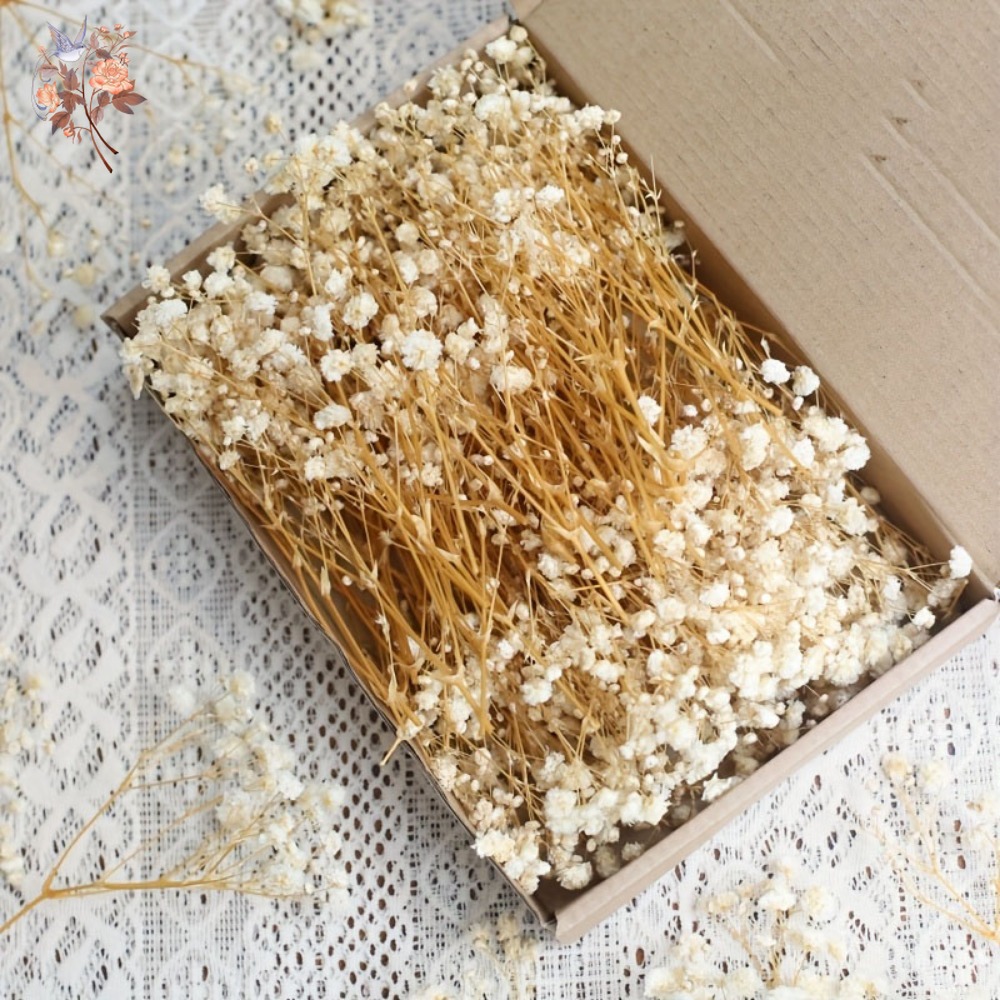 100pcs Mini Dried Baby's Breat - đánh giá và giá Craft Embellishments