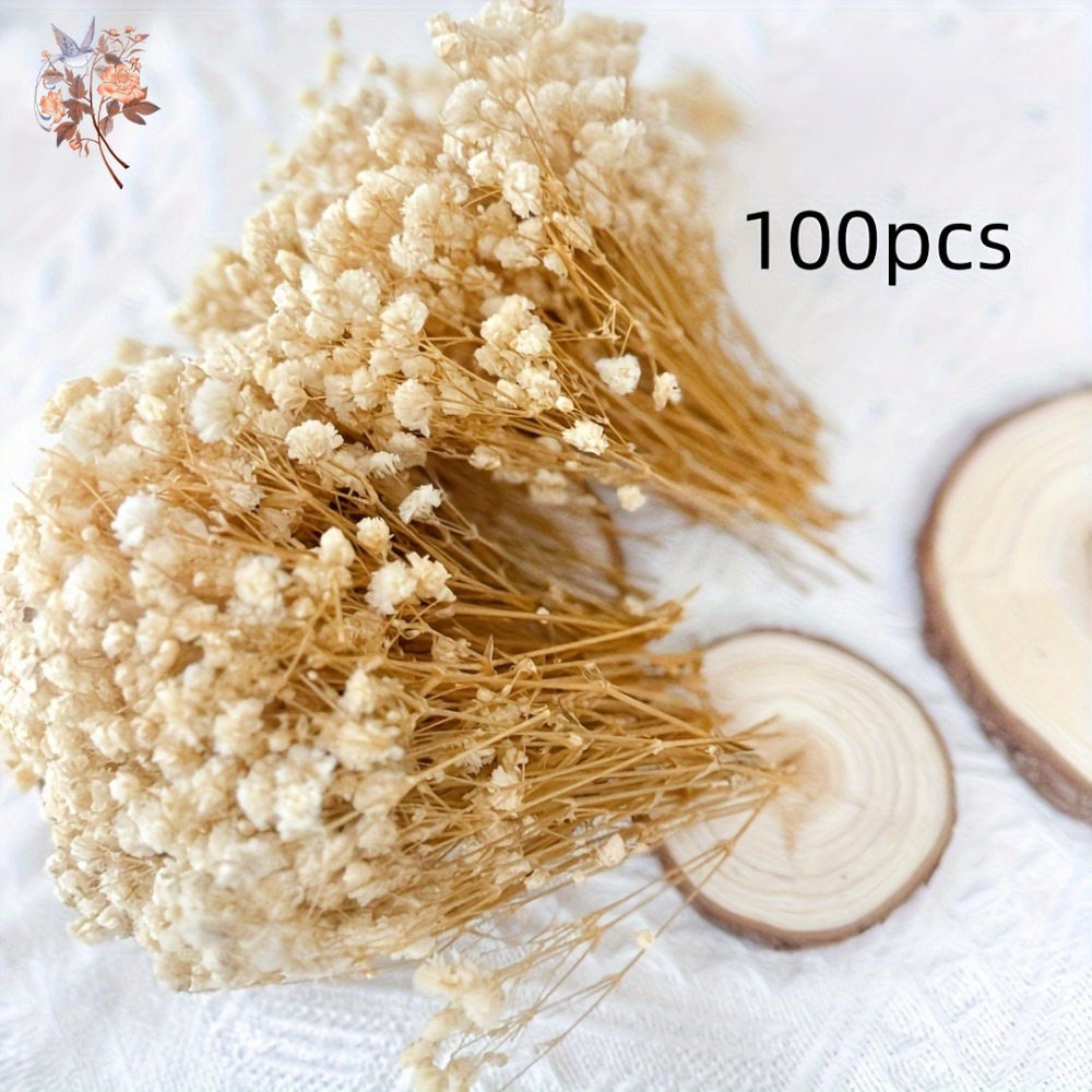 100pcs Mini Dried Baby's Breat - đánh giá và giá Craft Embellishments